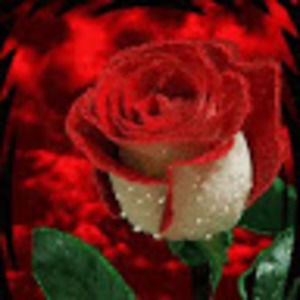 Meet your Posher, Jose